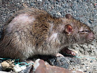 Huge rat caught in Dublin hous...